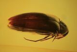 Fossil Beetle (Coleoptera) In Baltic Amber #120597-2